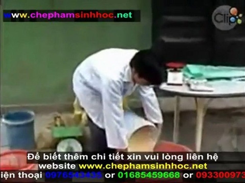 Cách ủ men vi sinh NN1 - hướng dẫn sử dụng men vi sinh, dử dụng cho gia súc, gia cầm NN1 phần 2