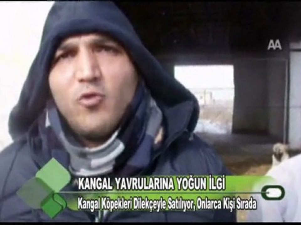 KANGAL YAVRULARINA YOĞUN İLGİ 04.01.2012