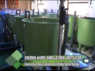 ESKİDEN AHIRDI ŞİMDİ LEVREK ÜRETİLİYOR 04.01.2012