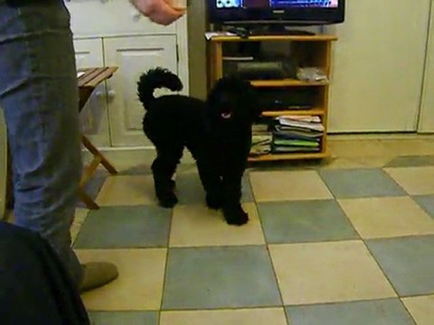 assis pattes à distance