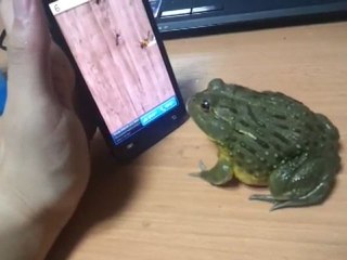 crapaud joue avec un smartphone