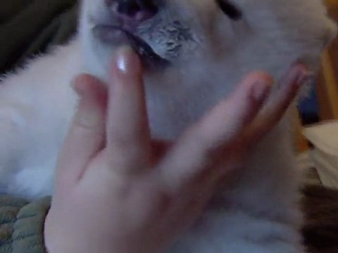 Siku, the polar bear cub goes viral