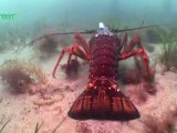 Maria Island Marine Reserve - Marine Science