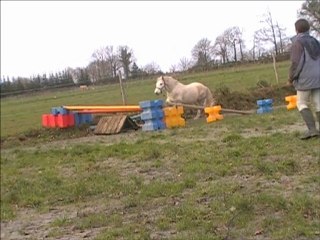 Ubiscube Tartifume hongre CO 4 ans a vendre