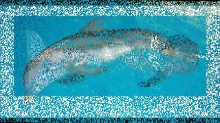 Les images de l'incroyable histoire de winter le dauphin et de la musique parite 1