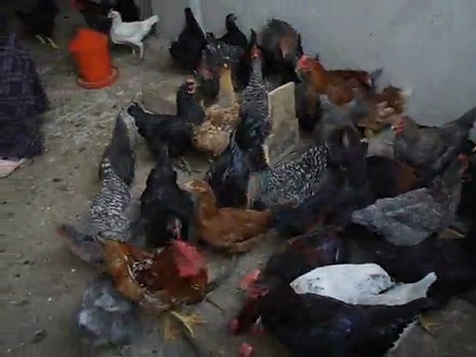 tavuklar. temel orhanın.
