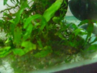 Java Moss Tankında Tam Kırmızı Renk ve Yavru Barınağı