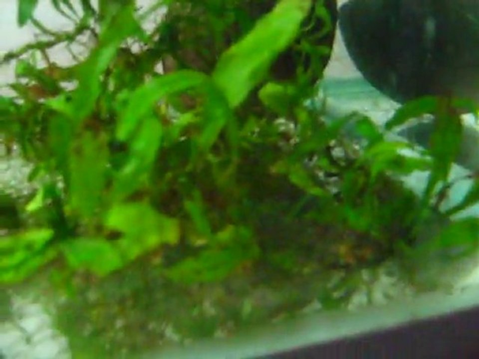 java moss tankında full red