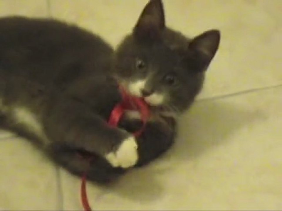 Gulu le chat de Noël