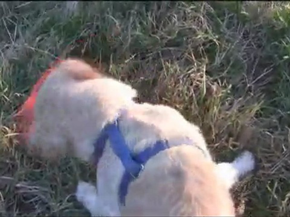 Golden Retriever Penny aus dem Tierheim Preßbaum