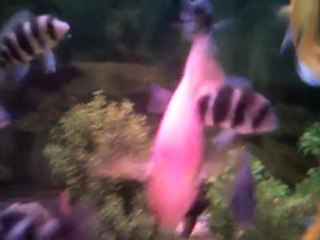 Sarı prenses bunlar