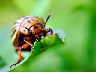 How to control garden bugs organically