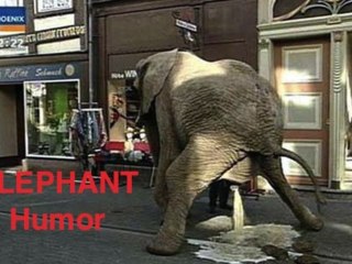 Elephant Humor