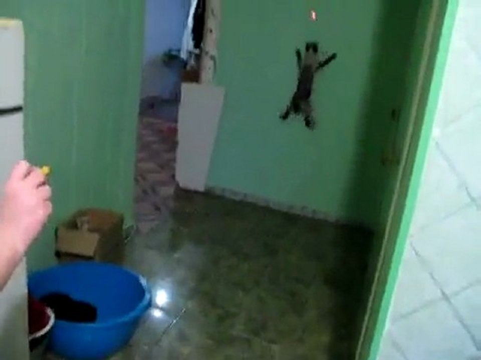 SPIDER CAT