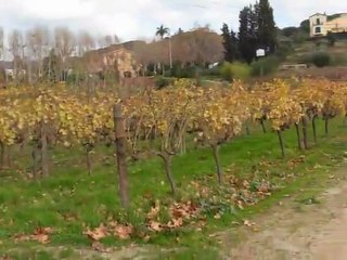 Grape vineyard - Alella - Wine village