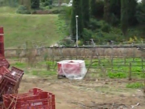 Grape vineyard - Autumn - Wine village