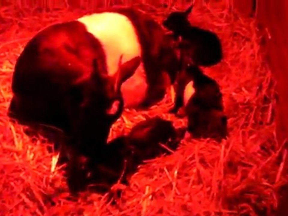 rosalie naissances SANY0387