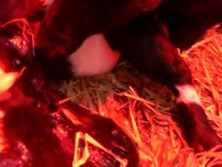 rosalie   naissances chevres SANY0380