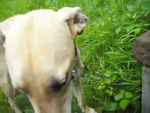 1ere sortie ds le jardin de TESEO le galgo