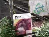 Tida the orangutang paintings, YouTube largest Vlog ephemeral8 aka Avi Rosen ZOO Koln