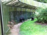 gorillas family  in Zoo Koln