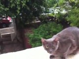חתול אפור עצבני ביותר unfriendly gray cat
