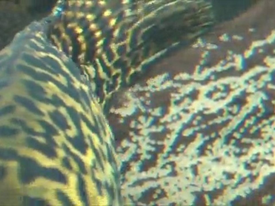 2012-01-04 - Ponte Parachromis managuensis (La Ceiba) sauvages