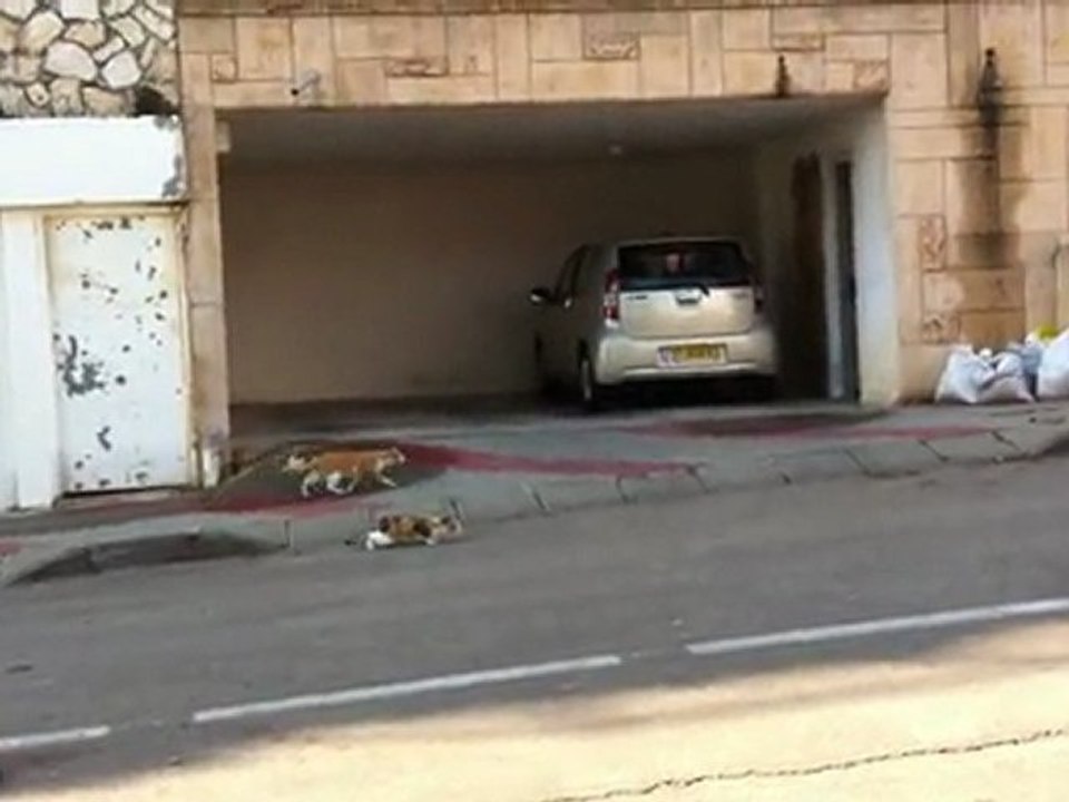 serial: part five,  Ginger attacks   crows scavenging  it's run over brother cat corpse