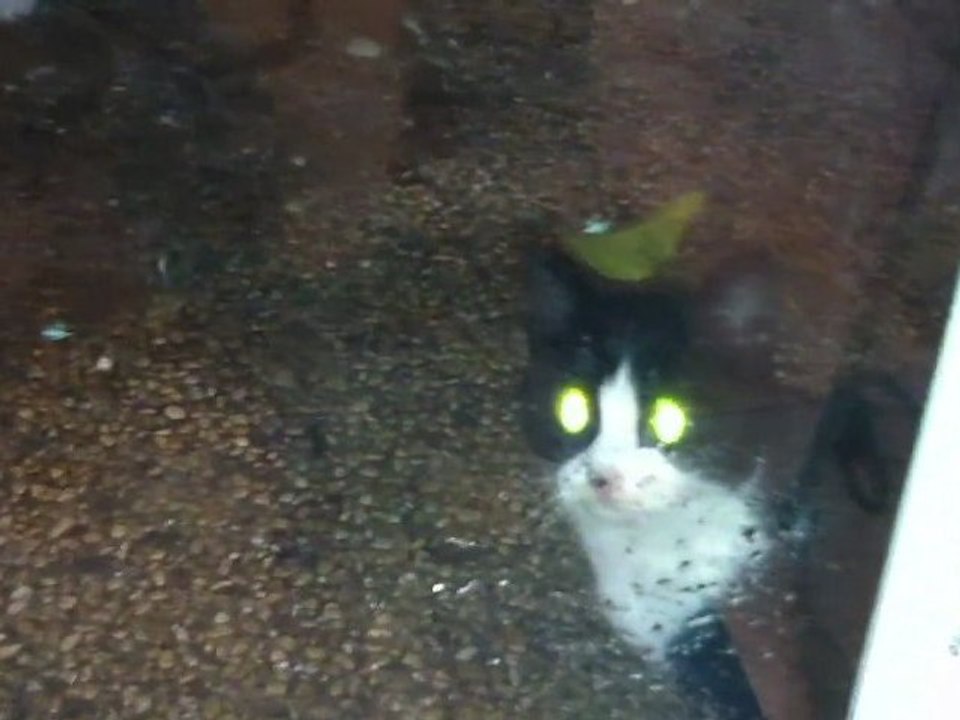 cats waiting for food