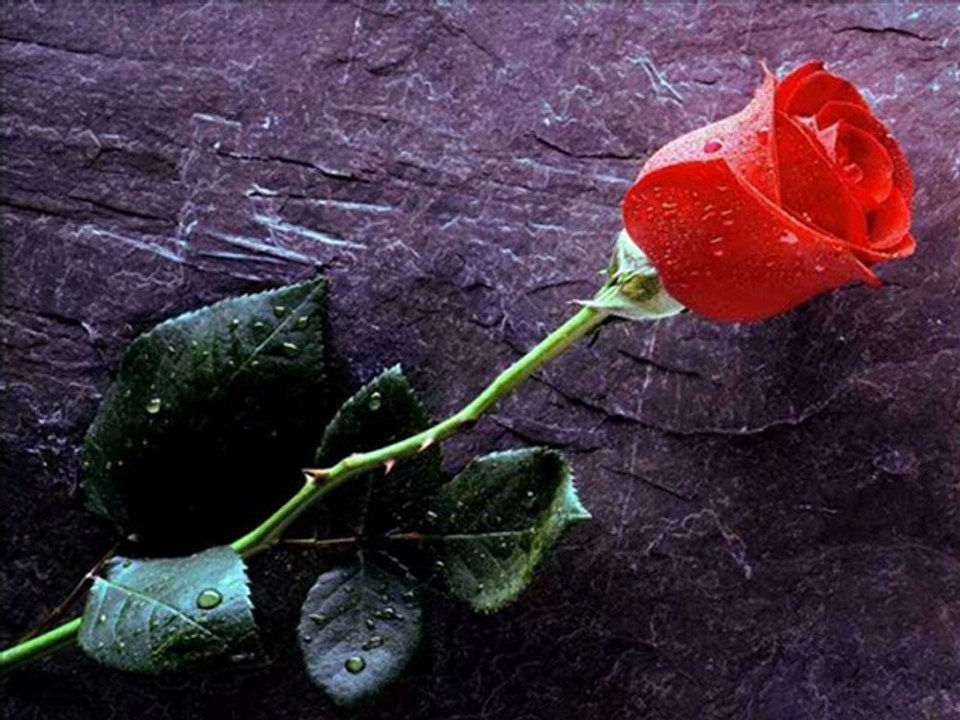 The rose by me