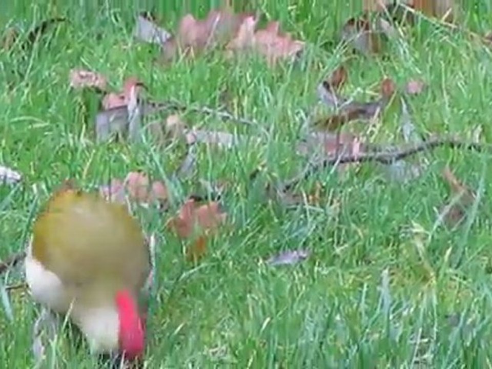 dans le jardin des voisins