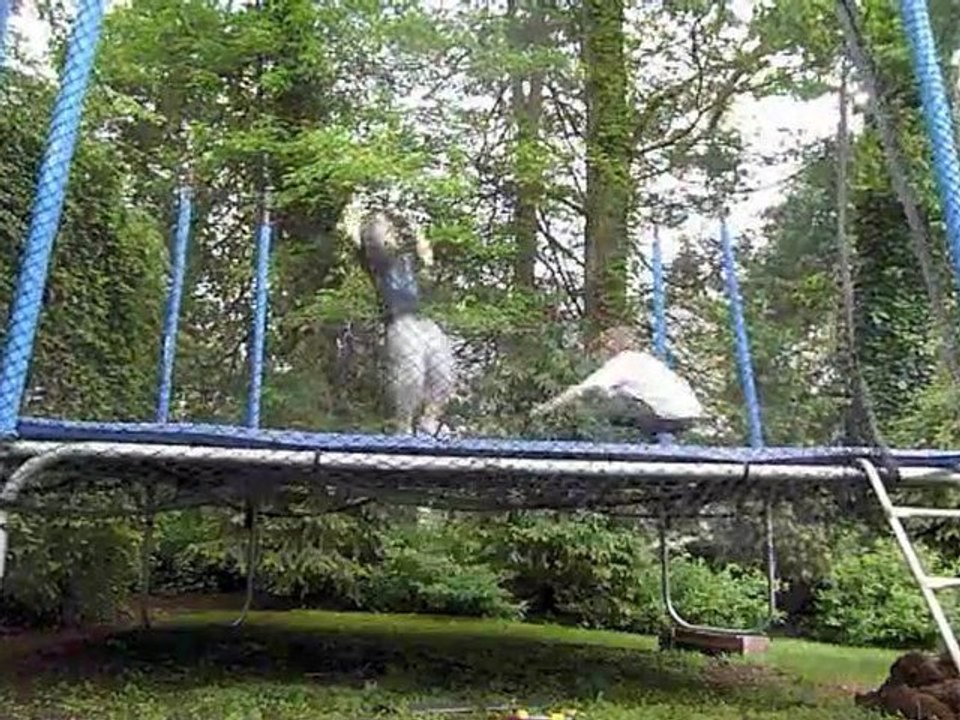 trampoline, skate et du rire