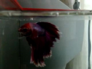 07.01.2012 Salamander