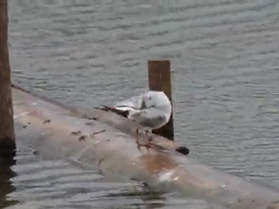 une mouette rieuse fait la toilette de son plumage