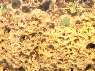 Green Revolution - Biomass