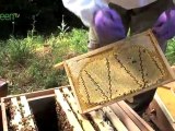 Bee-Cam Diaries - Dead Queen Bee