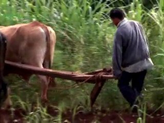 The Killing Fields - the battle to feed factory farms. Part 2