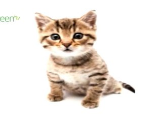 The BP Oil Spill Re-Enacted By Cats in 1 Minute