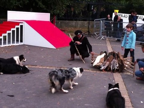 Foire des animaux - vincennes - 2011