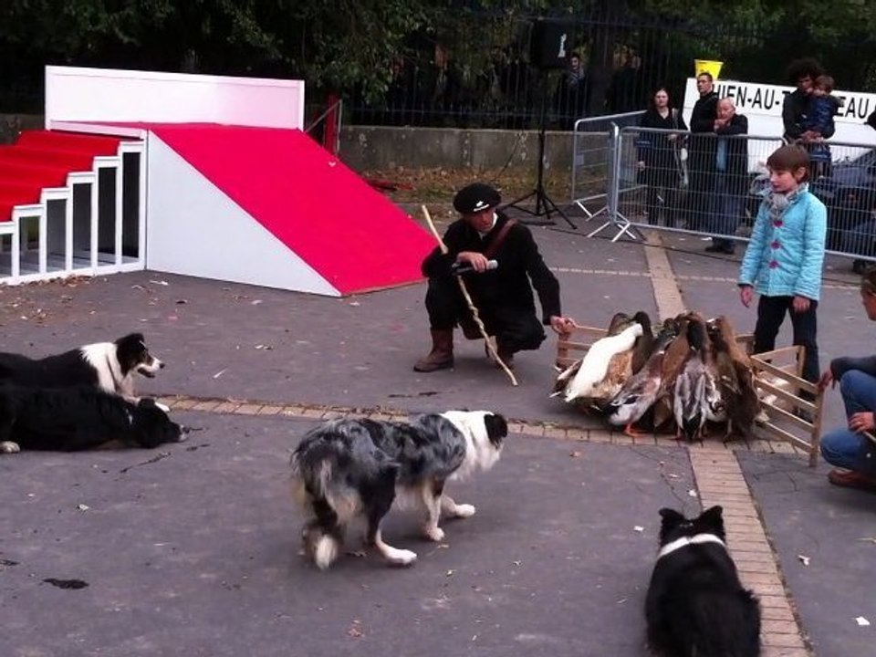 Foire des animaux - vincennes - 2011