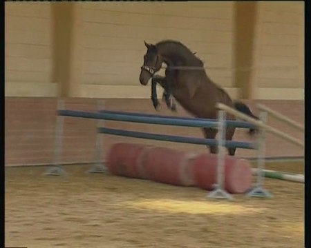 Une séance de longe a l'obstacle par PH.KARL