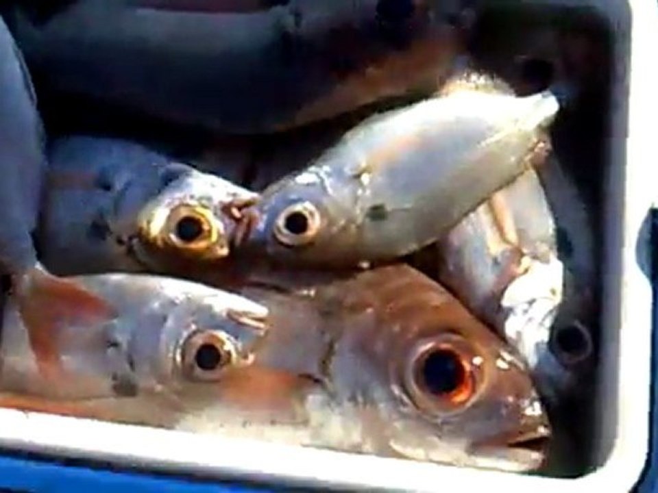 Derinsu Avı Gazipaşa 2