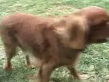 Cavalier King Charles Spaniel Puppies - 7 Weeks Old