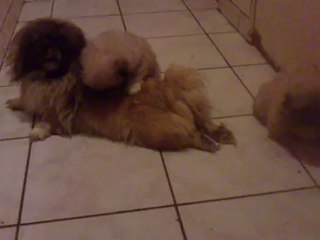 Pekinois 8 semaines