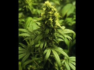 Wiz Khalifa - Still Blazin