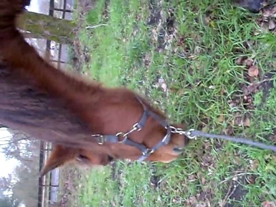 Lilou