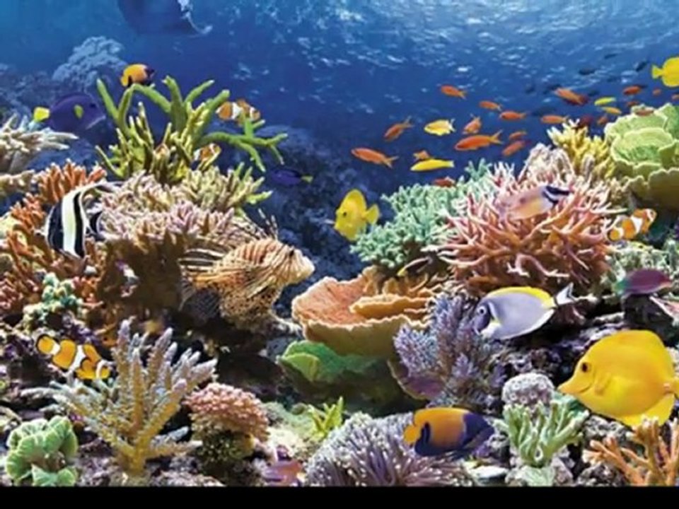 Piękno morskiej natury.wmv