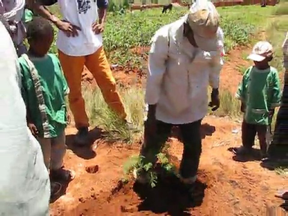 Plantation d'un jacaranda