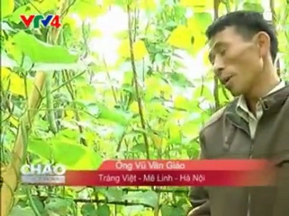 VTV4 - Trồng rau sạch với  chế phẩm sinh học Vườn Sinh Thái mang lại lợi nhuận kinh tế  cao