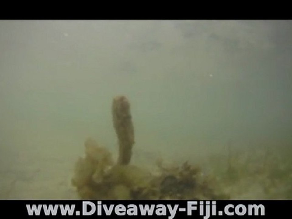 Seahorse in seagrass on Coral Coast, Fiji